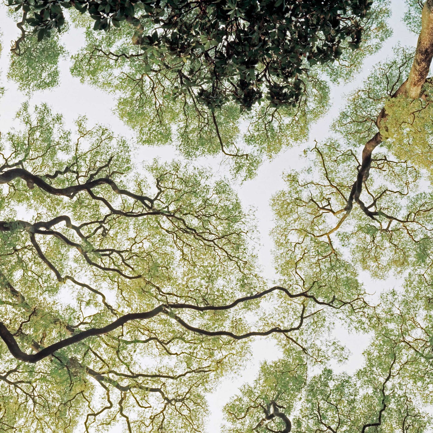 Buenos Aires Trees - Panorama Wide - Limited Edition
