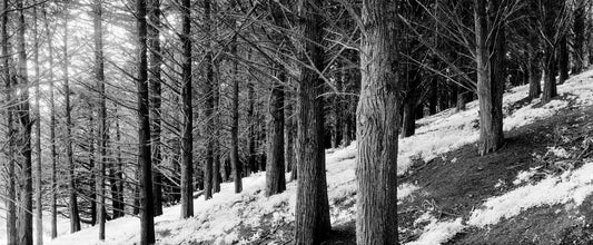 2253053 :: Giclée Fine Art Matte Paper Print