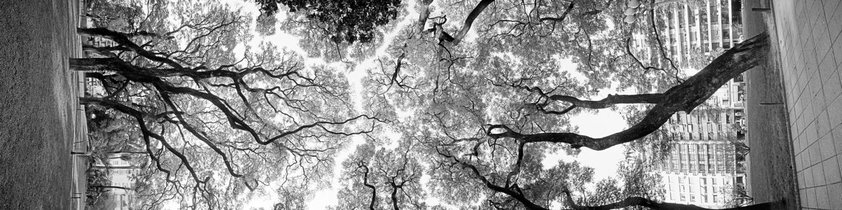 2270448 :: Giclée Rolled Canvas Print