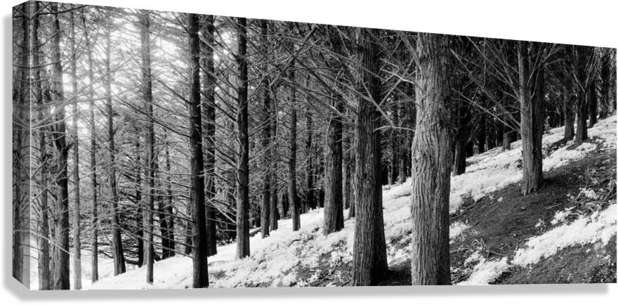 2253053 :: Giclée Stretched Canvas Print