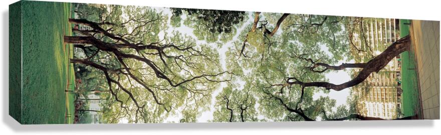 2253093 :: Giclée Stretched Canvas Print