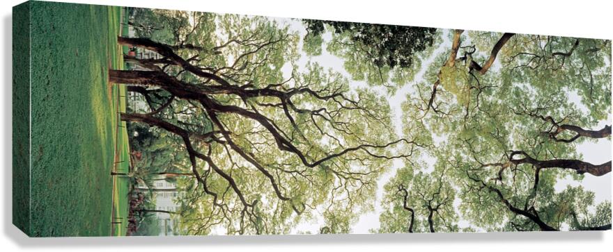 2269678 :: Giclée Stretched Canvas Print