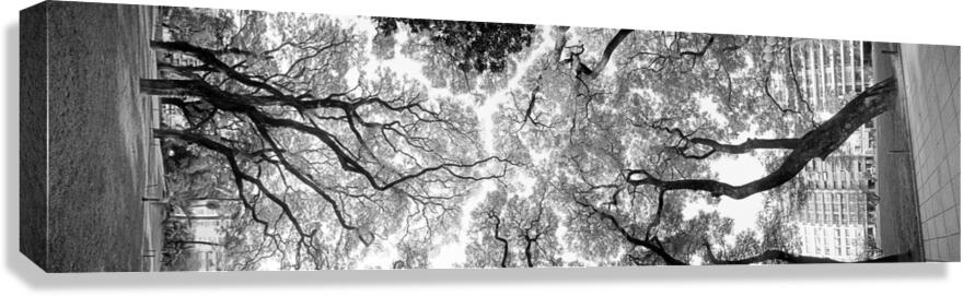 2270448 :: Giclée Stretched Canvas Print