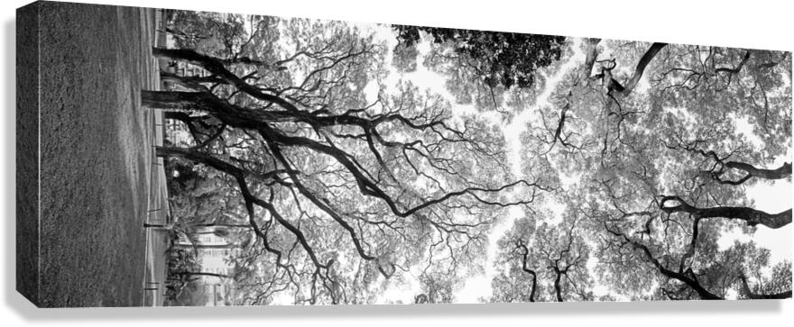 2270514 :: Giclée Stretched Canvas Print